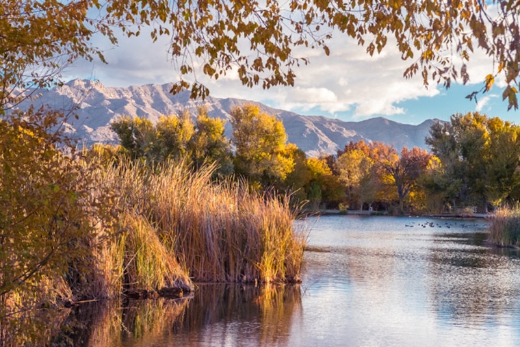 Las Vegas Community Alarmed by Potential Toxicity at Floyd Lamb Park's Ponds Amid Dead Wildlife Sightings
