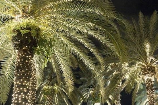 Litchfield Park to Sparkle Early with Christmas Lights on Palm and Orange Trees