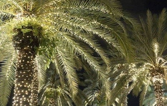 Litchfield Park to Sparkle Early with Christmas Lights on Palm and Orange Trees