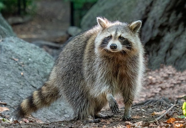 Los Angeles Health Officials Issue Advisory on Raccoon Roundworm Cases, Advocate for Zoonotic Disease Prevention Measures