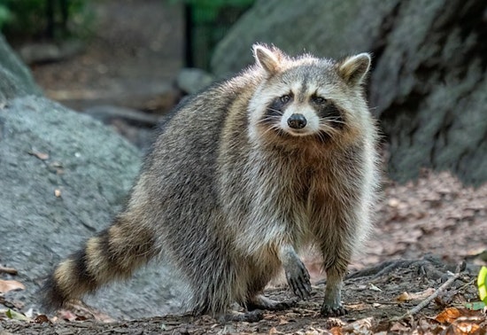 Los Angeles Health Officials Issue Advisory on Raccoon Roundworm Cases, Advocate for Zoonotic Disease Prevention Measures