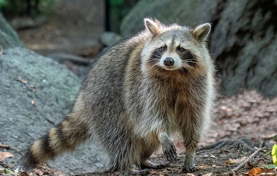 Los Angeles Health Officials Issue Advisory on Raccoon Roundworm Cases, Advocate for Zoonotic Disease Prevention Measures