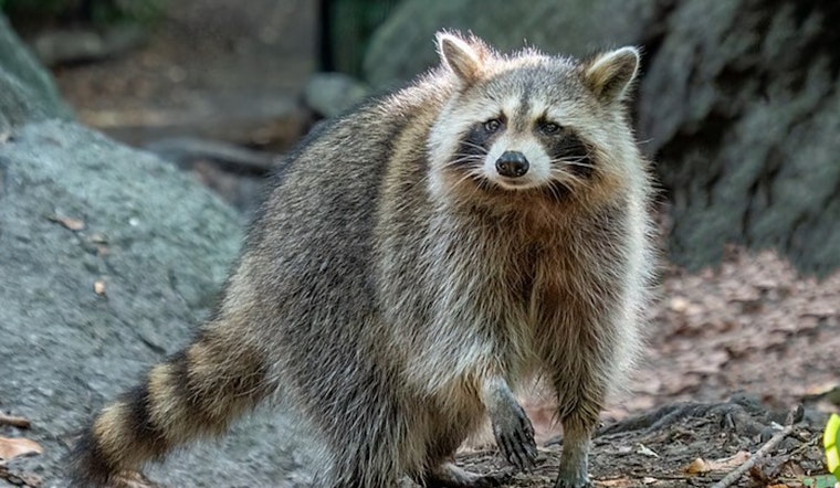 Los Angeles Health Officials Issue Advisory on Raccoon Roundworm Cases, Advocate for Zoonotic Disease Prevention Measures