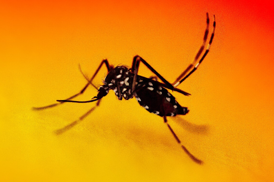 Los Angeles Officials Take Action as Dengue Cases Rise in Baldwin Park with No History of Travel
