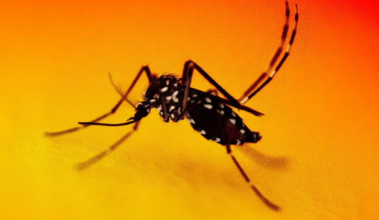 Los Angeles Officials Take Action as Dengue Cases Rise in Baldwin Park with No History of Travel