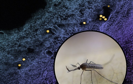 Los Angeles Reports First West Nile Virus-Related Death of the Season