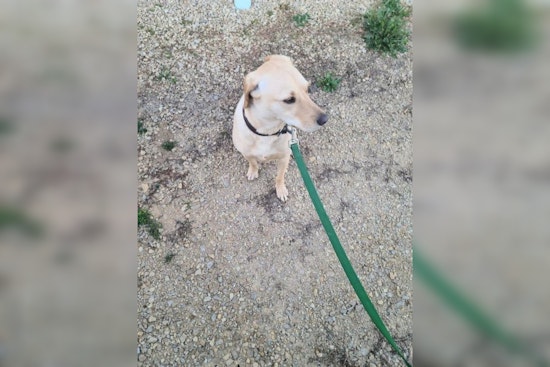 Lost Dog in Wabasha Found and Reunited with Owner Thanks to Community and Police Efforts