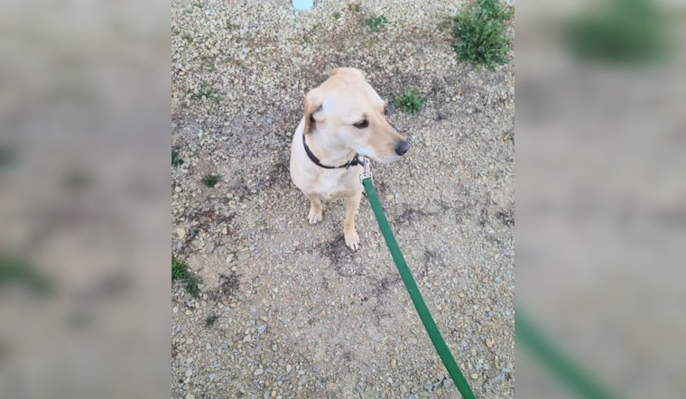 Lost Dog in Wabasha Found and Reunited with Owner Thanks to Community and Police Efforts