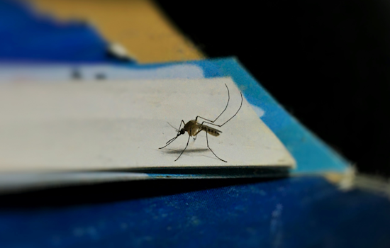 Maryland and Baltimore County Health Officials Launch Emergency Mosquito Control Spray in Parkville