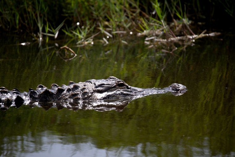 Massive Alligator Spotted Traversing Surf City Road, A Wake-Up Call for Suburban Coexistence