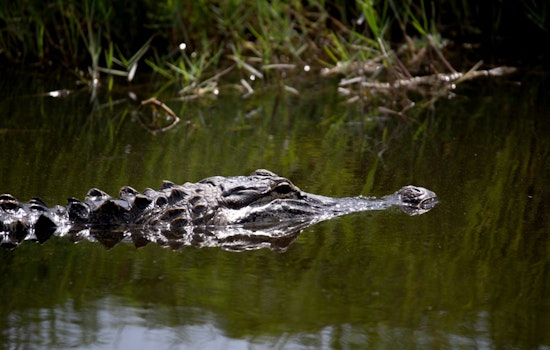 Massive Alligator Spotted Traversing Surf City Road, A Wake-Up Call for Suburban Coexistence