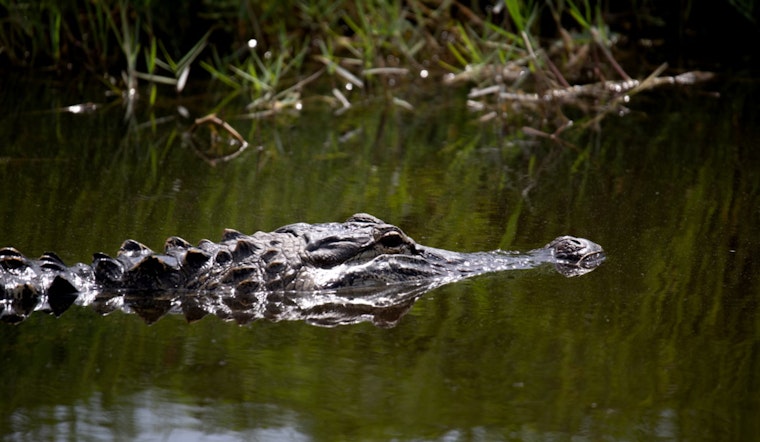 Massive Alligator Spotted Traversing Surf City Road, A Wake-Up Call for Suburban Coexistence