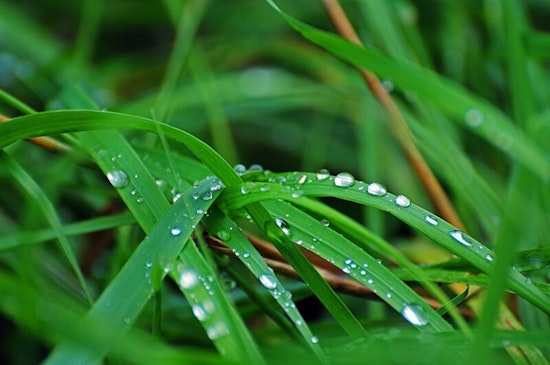 Mesa Mobilizes for Sustainability, City Begins Major Water-Saving Landscaping Overhaul