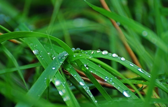 Mesa Mobilizes for Sustainability, City Begins Major Water-Saving Landscaping Overhaul