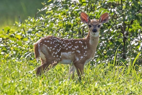 Michigan DNR Steps Up Surveillance Amid Growing EHD Cases in Deer Population