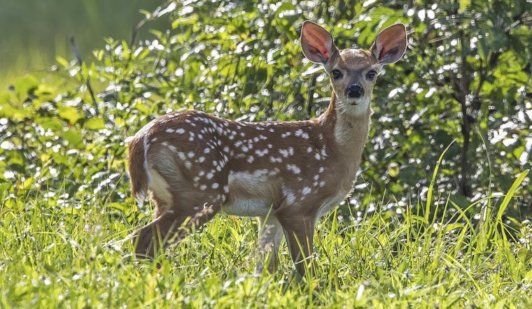 Michigan DNR Steps Up Surveillance Amid Growing EHD Cases in Deer Population