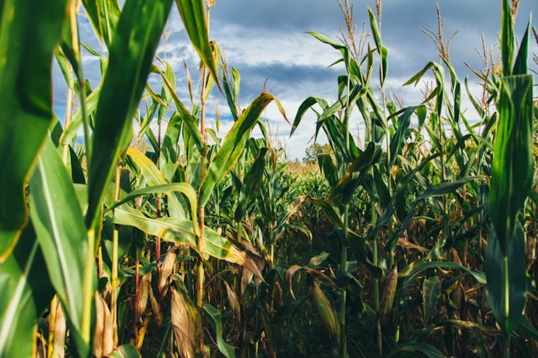 Michigan Police Dog Swiftly Locates Toddler Lost in Erie Township Corn Maze