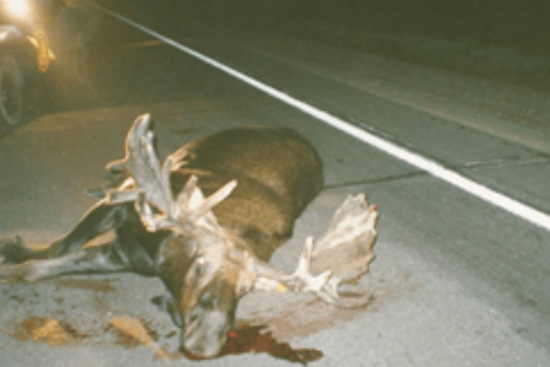 Michigan Seeks Federal Funds for Wildlife Crossings to Curb Deer-Vehicle Collisions