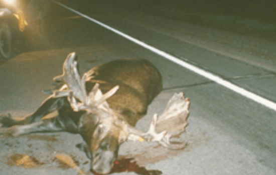 Michigan Seeks Federal Funds for Wildlife Crossings to Curb Deer-Vehicle Collisions