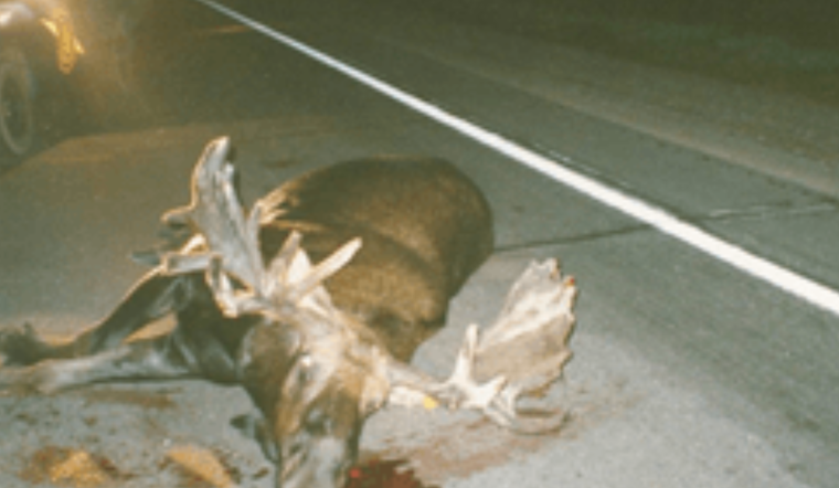 Michigan Seeks Federal Funds for Wildlife Crossings to Curb Deer-Vehicle Collisions