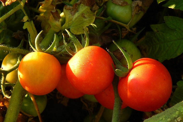 Minneapolis Collaborative Efforts Cultivate Food Justice and Sustainability Amid Urban Agricultural Boom