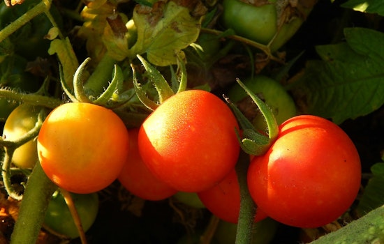 Minneapolis Collaborative Efforts Cultivate Food Justice and Sustainability Amid Urban Agricultural Boom
