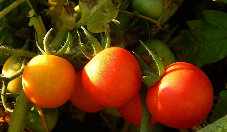Minneapolis Collaborative Efforts Cultivate Food Justice and Sustainability Amid Urban Agricultural Boom