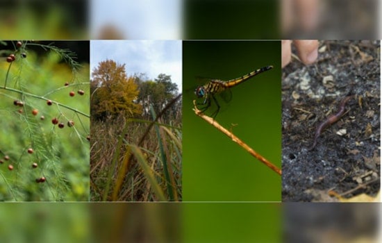 Minneapolis Parks to Host BioBlitz Events, Explore and Document Local Biodiversity