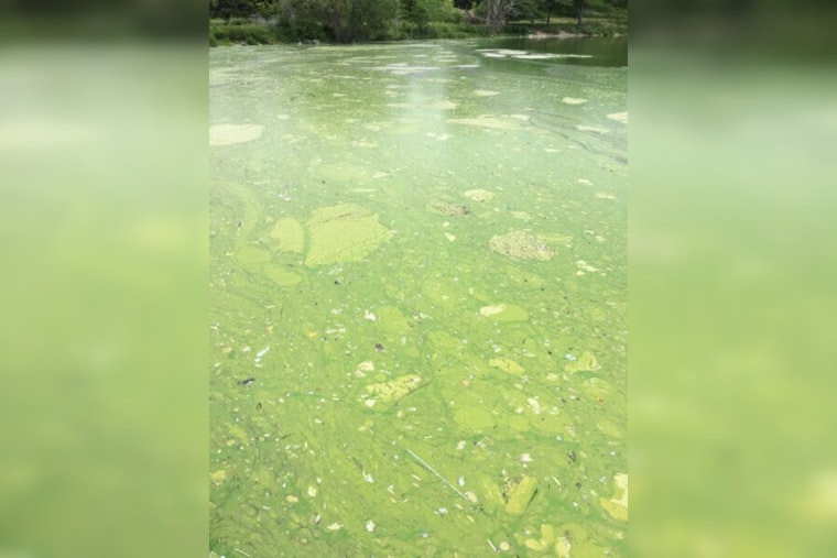 Minneapolis Warns of Toxic Algae Blooms in Local Lakes, Urges Caution for Residents and Pets