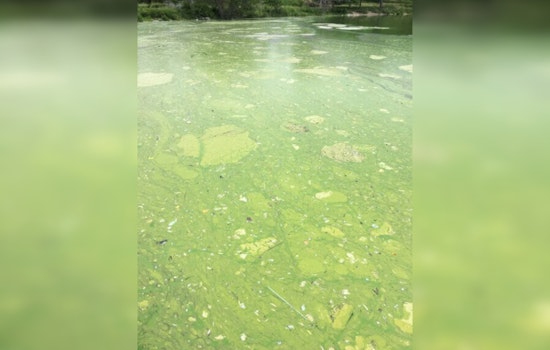 Minneapolis Warns of Toxic Algae Blooms in Local Lakes, Urges Caution for Residents and Pets