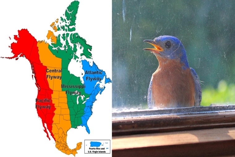 Minnetonka Urges Residents to Dim Lights for Wildlife Safety During Bird Migration Season
