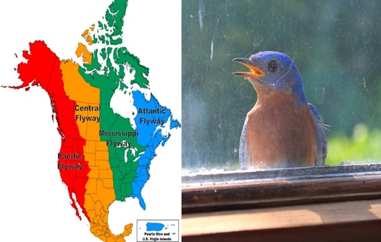 Minnetonka Urges Residents to Dim Lights for Wildlife Safety During Bird Migration Season
