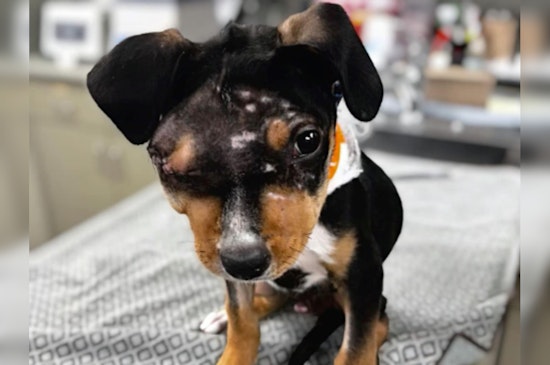 Mohave County Sheriff’s Office Probes Severe Animal Abuse Case After Injured Rottweiler Puppy Found in Arizona
