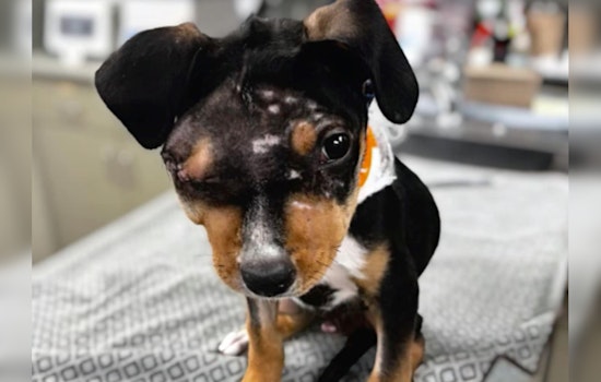 Mohave County Sheriff’s Office Probes Severe Animal Abuse Case After Injured Rottweiler Puppy Found in Arizona