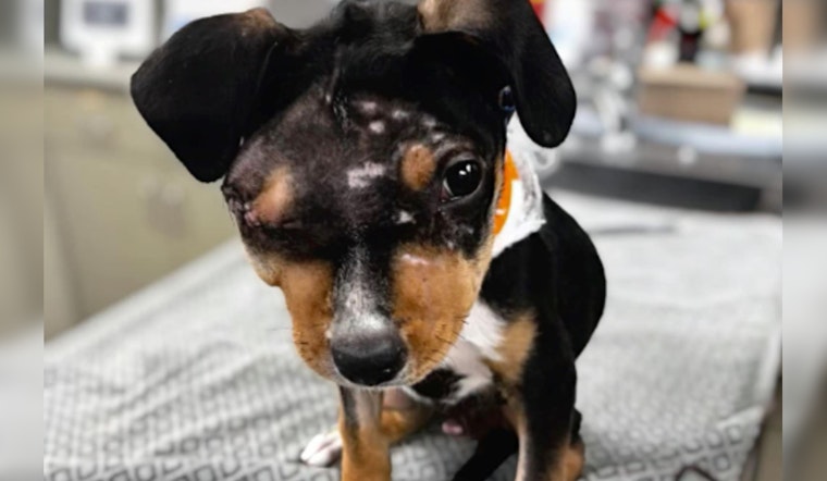 Mohave County Sheriff’s Office Probes Severe Animal Abuse Case After Injured Rottweiler Puppy Found in Arizona