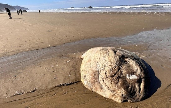 Mysterious Series of Giant Sunfish Strandings on Oregon Coast Intrigues Scientists and Public