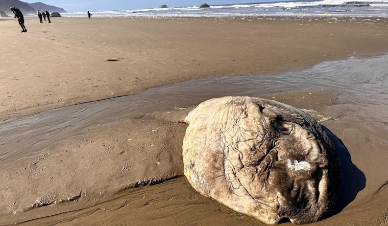 Mysterious Series of Giant Sunfish Strandings on Oregon Coast Intrigues Scientists and Public