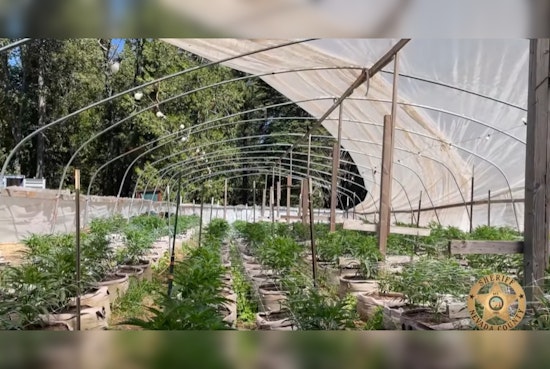 Nevada County Sheriffs Crack Down on Illegal Cannabis Operations in Nevada City and Grass Valley