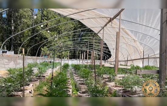 Nevada County Sheriffs Crack Down on Illegal Cannabis Operations in Nevada City and Grass Valley