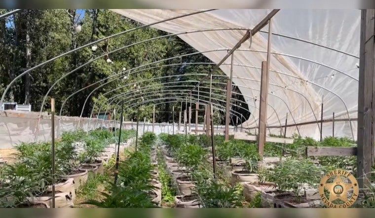 Nevada County Sheriffs Crack Down on Illegal Cannabis Operations in Nevada City and Grass Valley