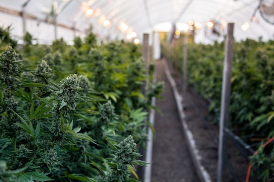 New Cannabis Research Institute Opens in Chicago, A Leap Forward for Marijuana Science and Policy