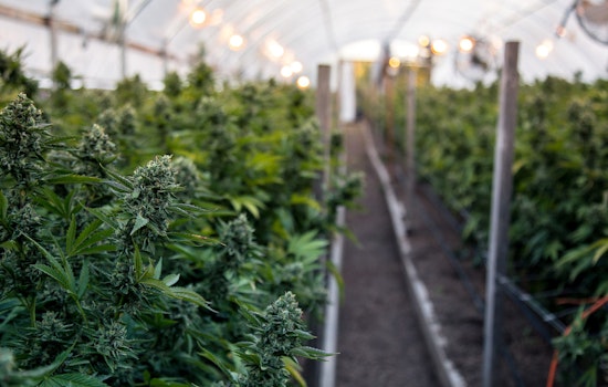 New Cannabis Research Institute Opens in Chicago, A Leap Forward for Marijuana Science and Policy