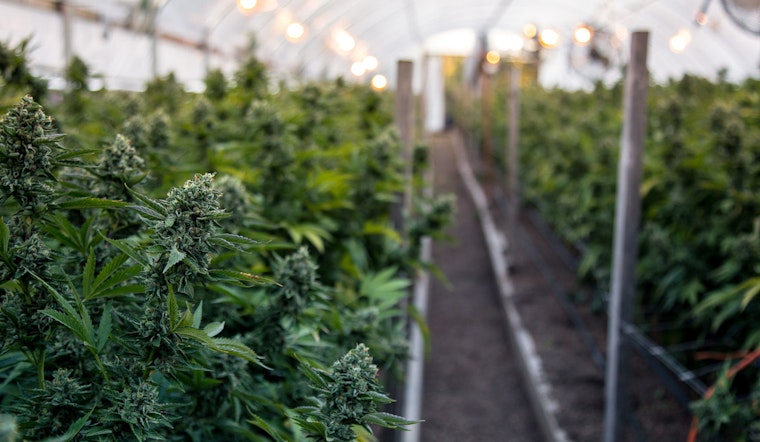 New Cannabis Research Institute Opens in Chicago, A Leap Forward for Marijuana Science and Policy