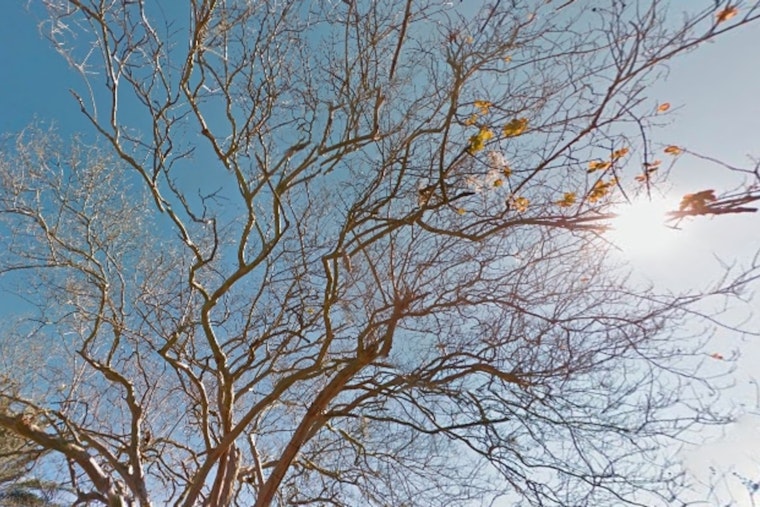 New Orleans Enjoys Mild 85°F with Sunny Days Ahead, NWS Forecasts Minimal Rainfall Chances