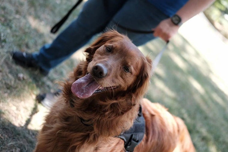 North Clackamas Parks and Recreation District Launches "Leash Up North Clackamas" Campaign to Promote Safety in Parks