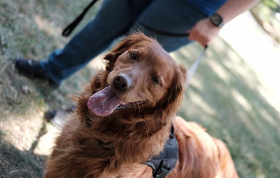 North Clackamas Parks and Recreation District Launches "Leash Up North Clackamas" Campaign to Promote Safety in Parks