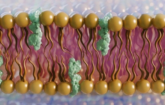 Oak Ridge Scientists Probe Fungus Cell Secrets to Combat Rise in Deadly Infections