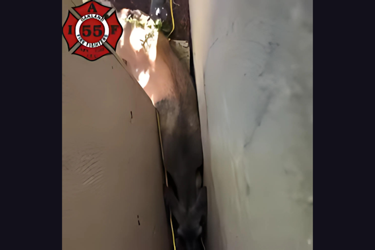 VIDEO: Oakland Firefighters Rescue Trapped Deer in Unusual Urban Wildlife Challenge