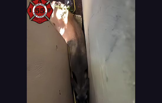VIDEO: Oakland Firefighters Rescue Trapped Deer in Unusual Urban Wildlife Challenge