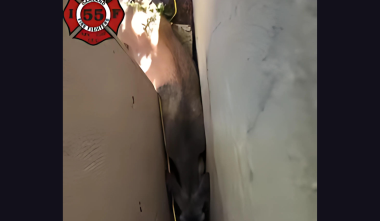 VIDEO: Oakland Firefighters Rescue Trapped Deer in Unusual Urban Wildlife Challenge
